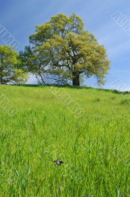 Oak Tree in spring