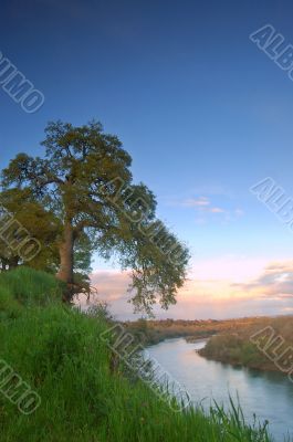 oak trees in spring