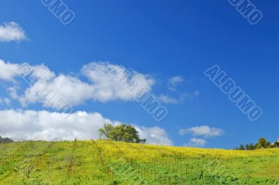 meadow in springtime