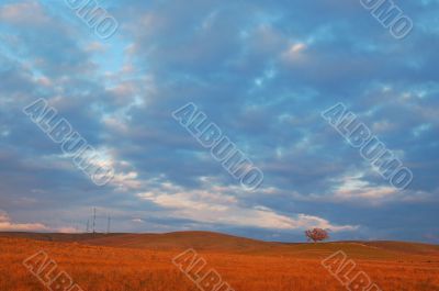 evening field