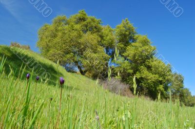meadow and forest