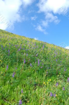 meadow in springtime