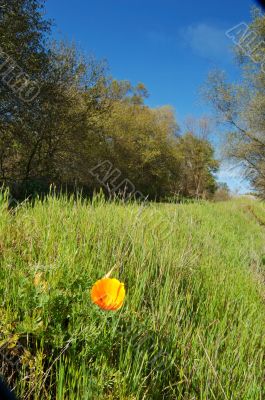 meadow and forest