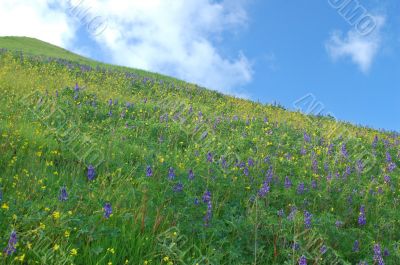 meadow in springtime