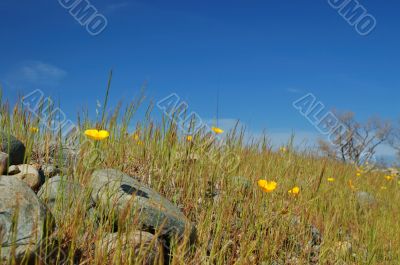 meadow in springtime