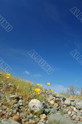 meadow in springtime