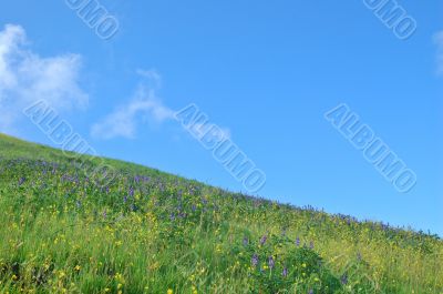meadow in springtime