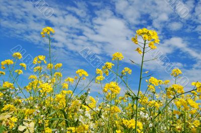 Forest of Flowers