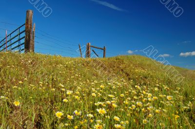 springtime meadow