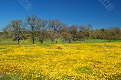 springtime meadow