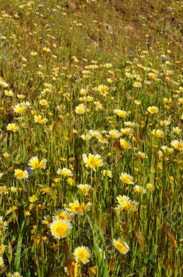 Forest of wildflwers