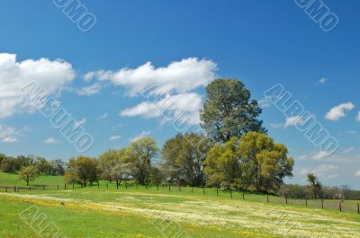 springtime meadow