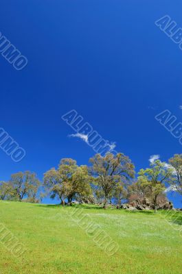 springtime landscape