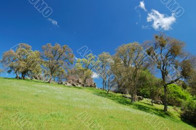 springtime landscape