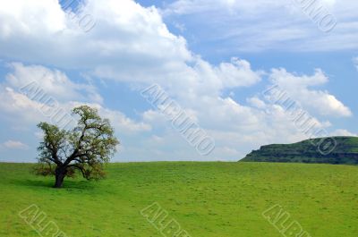 oak tree in spring