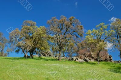 springtime landscape