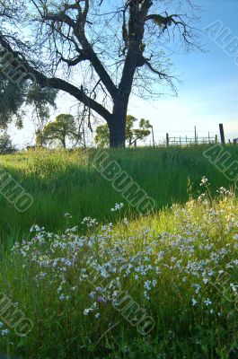 springtime meadow