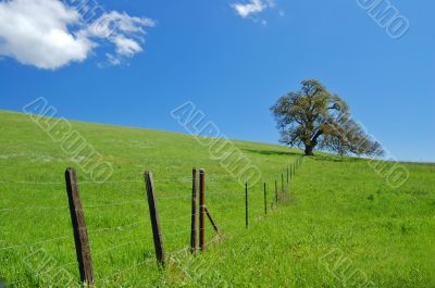 oak tree in spring