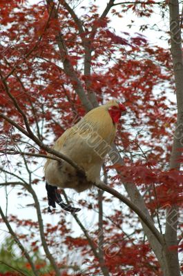 chicken