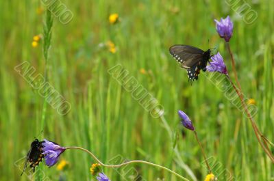 butterflies in meadow