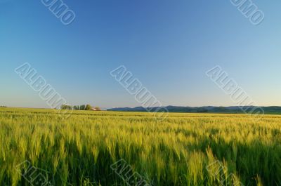 golden field