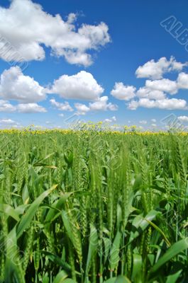 springtime meadow