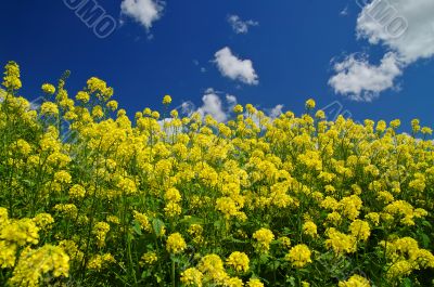 springtime meadow