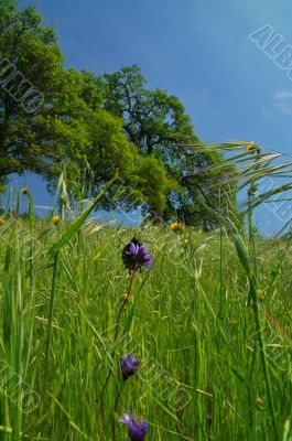 springtime meadow