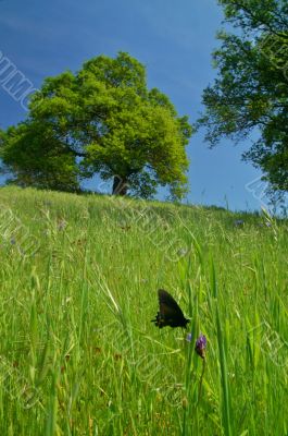 springtime meadow