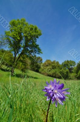 rural countryside
