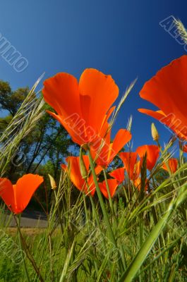 Wildflowers