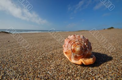 Seashell on the beach