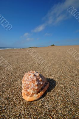 Seashell on the beach