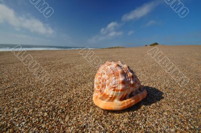 Seashell on the beach