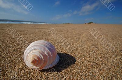 Seashell on the beach
