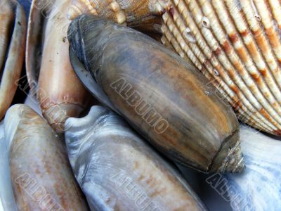 Seashells
