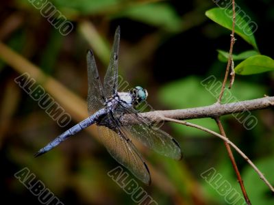 dragonfly