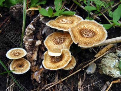 Mushrooms