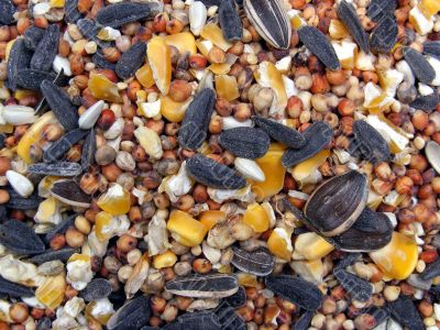 Bird Seed
