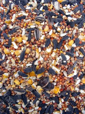 Bird Seed