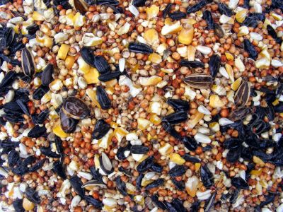 Bird Seed