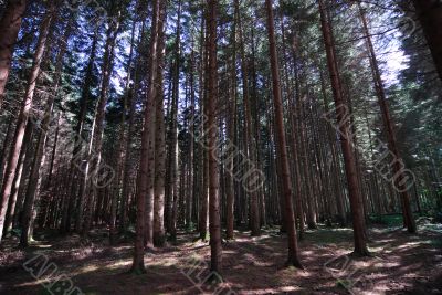 Route des sapins 2