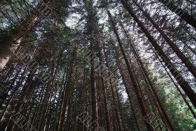 Route des sapins 3
