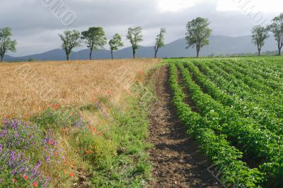 Plateau de Sault 5