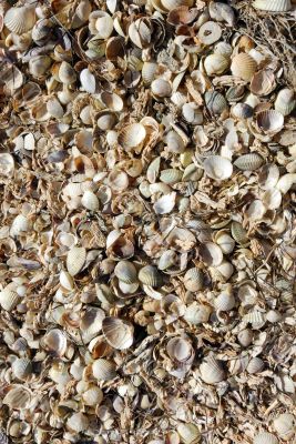 Shells
