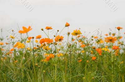 red flowers