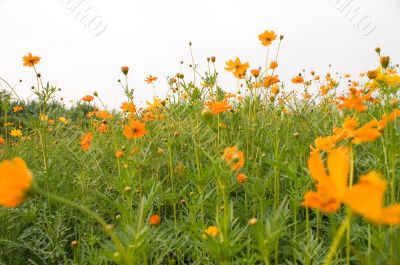 red flowers