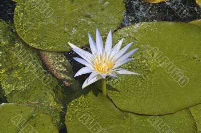 Sacred blue lily