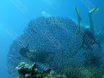 Divers behind of large Gorgonaria