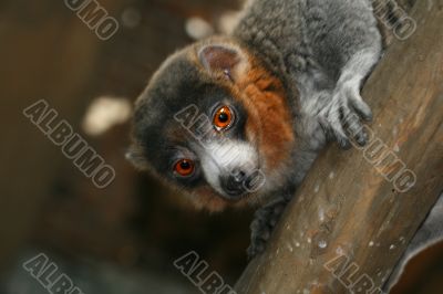 Mongoose Lemur